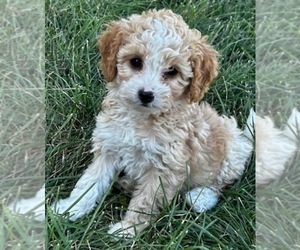 Medium Miniature Bernedoodle