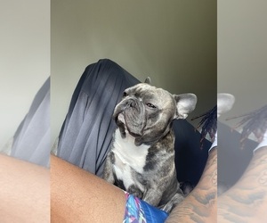 Father of the French Bulldog puppies born on 02/06/2025