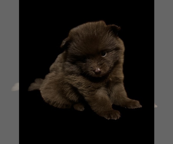 Medium Photo #2 Pomeranian Puppy For Sale in ALBANY, NY, USA
