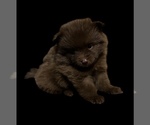 Small #1 Pomeranian