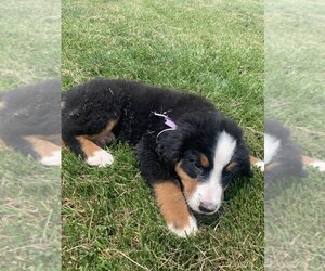 Bernese Mountain Dog Puppy for sale in BROWNSTOWN, IN, USA