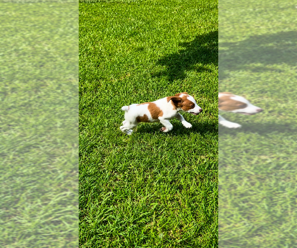 Medium Photo #8 Brittany Puppy For Sale in ORRUM, NC, USA