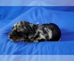 Small Photo #4 Bernedoodle (Miniature) Puppy For Sale in MORA, MN, USA