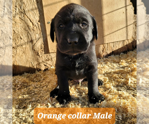 Medium Photo #1 Labrador Retriever Puppy For Sale in FALLON, NV, USA