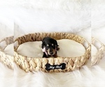 Small #2 Dachshund