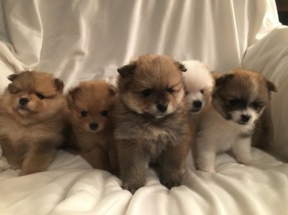 Pomeranian Puppy for sale in POWDER SPRINGS, GA, USA