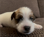 Puppy Teddy Jack Russell Terrier