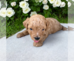 Small #8 ShihPoo