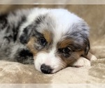 Puppy Faith Australian Shepherd