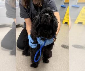 Cocker Spaniel-Unknown Mix Dogs for adoption in Las Vegas, NV, USA