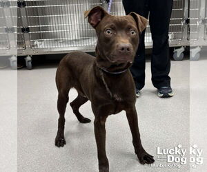 Labrador Retriever-Unknown Mix Dogs for adoption in Washington, DC, USA