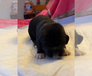 Caucasian Shepherd Dog Puppy for sale in TWINING, MI, USA