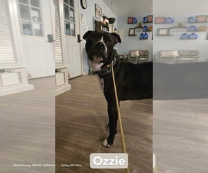 Ozzie - Male Mutt Dog for Adoption - Photo #2