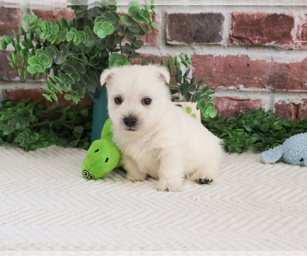 Medium Photo #14 West Highland White Terrier Puppy For Sale in SYRACUSE, IN, USA