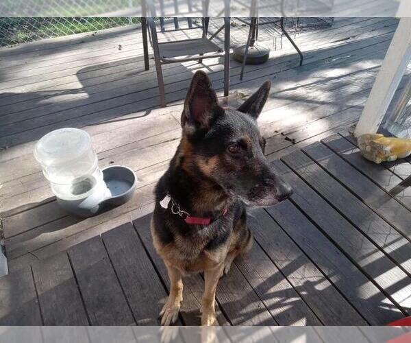 Medium Photo #1 German Shepherd Dog Puppy For Sale in HOUSTON, TX, USA