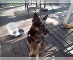 Small Photo #1 German Shepherd Dog Puppy For Sale in HOUSTON, TX, USA