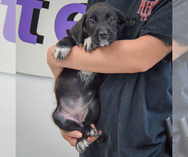 Medium Photo #4 Mutt Puppy For Sale in Huntley, IL, USA