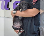 Small #3 Mutt