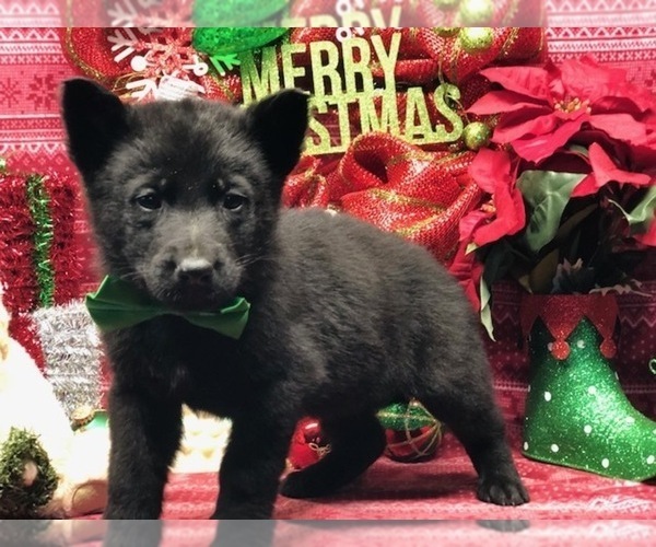 Medium Photo #1 German Shepherd Dog Puppy For Sale in CLAY, PA, USA