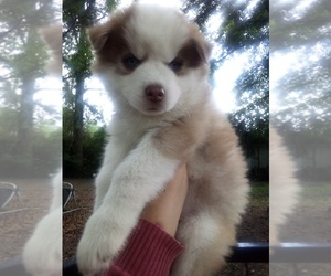 Siberian Husky Puppy for sale in FLORENCE, SC, USA