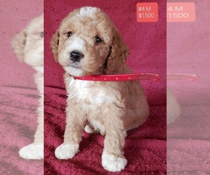 Double Doodle Puppy for sale in HOPKINSVILLE, KY, USA