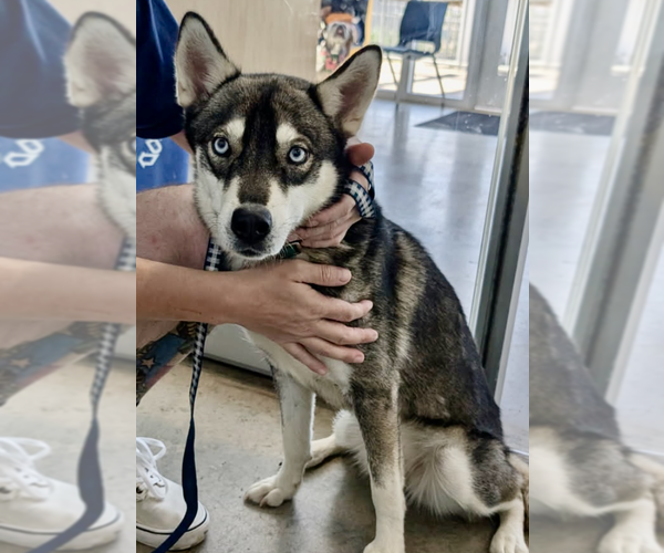 Medium Photo #1 Siberian Husky Puppy For Sale in Carrollton, TX, USA