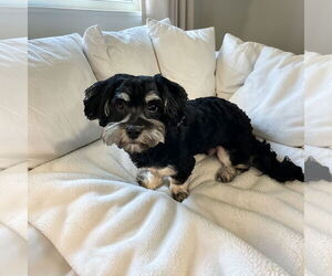 Havanese Dogs for adoption in Menifee, CA, USA