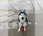Small Siberian Husky