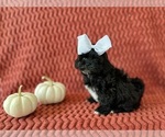 Puppy Pepper ShihPoo