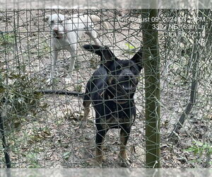 Chow Chow-German Shepherd Dog Mix Dogs for adoption in Ocala, FL, USA