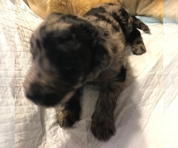 Medium Photo #3 Labradoodle Puppy For Sale in WILTON, CA, USA