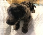 Small Photo #3 Labradoodle Puppy For Sale in WILTON, CA, USA