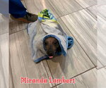 Small #18 Dachshund