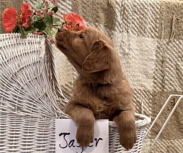 Medium Photo #2 Golden Retriever Puppy For Sale in OWEN, WI, USA