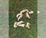 Small Photo #4 Spanish Pointer Puppy For Sale in CATALPA, VA, USA