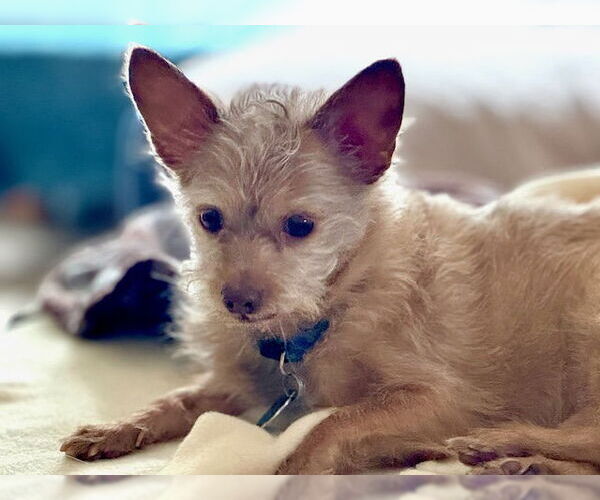 Medium Photo #7 Malchi Puppy For Sale in Princeton, MN, USA