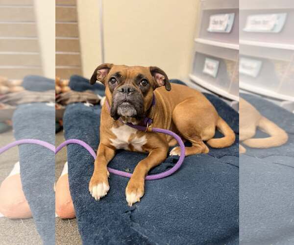 Medium Photo #12 Boxer Puppy For Sale in Burnsville, MN, USA