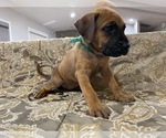 Small Photo #3 Presa Canario Puppy For Sale in BELLINGHAM, WA, USA