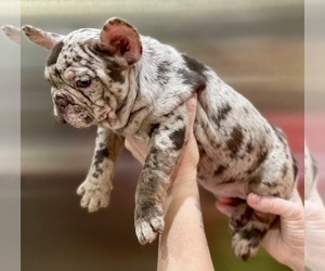 French Bulldog Puppy for sale in SAN JOSE, CA, USA