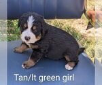 Puppy Puppy 8 Bernese Mountain Dog