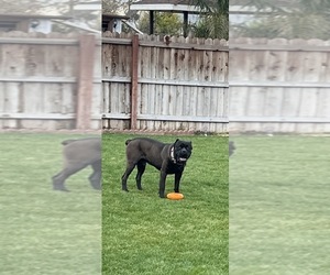 Father of the Cane Corso puppies born on 01/31/2023