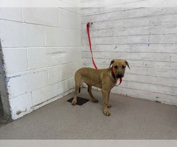 Medium Photo #1 Mastiff-Unknown Mix Puppy For Sale in San Bernardino, CA, USA
