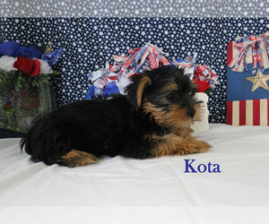 Yorkshire Terrier Puppy for Sale in CHANUTE, Kansas USA