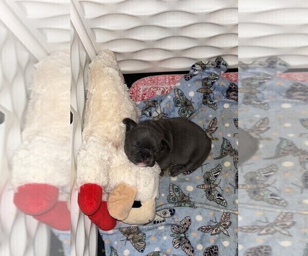 Medium Photo #2 French Bulldog Puppy For Sale in ALMO, KY, USA