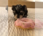 Small #23 Morkie