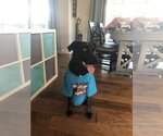 Small #2 Border Collie Mix