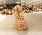 Small #3 Poodle (Miniature)