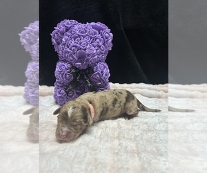 Goldendoodle-Miniature Australian Shepherd Mix Puppy for sale in AUSTIN, TX, USA