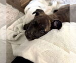 Small #1 American Staffordshire Terrier Mix
