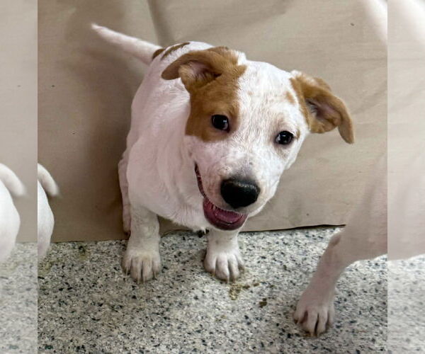 Medium Photo #2 Labrador Retriever-Unknown Mix Puppy For Sale in Mechanicsburg, PA, USA